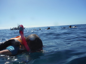 Snorkeling field trip in Hawaii - Oahu Homeschool Mom 